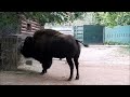 HIGH PARK TORONTO   Part 4 the ZOO Then back to the Trail hike North
