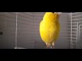 اقوى تغريد لطائر الكناري🐤The most powerful song of the canary