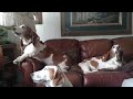 Basset Hounds singing the song of their people.