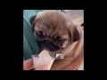 Funniest Animals 2024 😂 Best Funny Cats and Dogs 😻🐶 Part 25 | Cute Baby Dogs