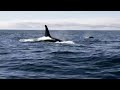 Pod of Killer Whales Hunt a Dolphin Stampede