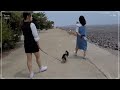 수영하는 강아지 🐶/ A Swimming 🐕