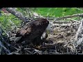 Trempealeau Eagles. Mom and eaglets share a coot. TE1 swallows a foot – 05-05-2024