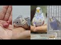 Budgie Breeding: 12 Essential Tips for Success