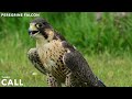 Peregrine Falcon - Sounds