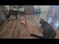 Kittens at Play