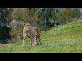 4k Wild Animals Ultra hd video  african wildlife