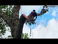 Cưa cây Trứng Sấu siêu khủng gần nhà / Sawing a super huge Crocodile Egg tree near my house | T684