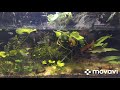 Aquamoment Paludarium 80cm (6 months update)