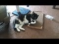 Scooter's New Scratch Box