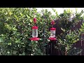 46 min hummingbirds (Hank's hibiscus lair)