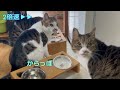 【飯テロ】犯ニャン小太郎(7)の手口公開‼🤣😹　兄妹猫の朝のリアル🙀😆💞【月曜・金曜は兄妹猫の担当です😻】(Video Up On Mon.and Fri.）