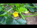How to grow zucchinis