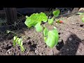 This year I have planted some runner beans seedlings on 15th April on allotment.