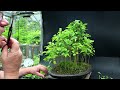 Pruning My Osage Orange Bonsai Forest, The Bonsai Zone, June 2024