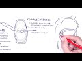 Acute Tonsillitis - causes (viral, bacterial), pathophysiology, treatment, tonsillectomy