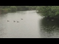 Ducks in the River.