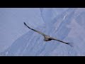 Flight of the condors at Colca Canyon in Peru