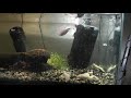 African Clawed Frogs Having Their Breakfast