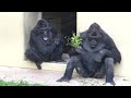 Gorilla girl pestering her keepers and silverbacks｜Shabani Group