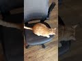 Kitten rolls around the  FUNHOUSE