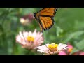 Monarch butterfly Slow motion
