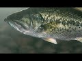 From Streams to Seas - The Unseen Struggles of Fish | Full Documentary