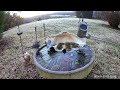 Mockingbird tries to get a drink from frozen birdbath, 11-23-2023.