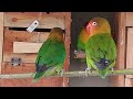 Secrets of Lovebird Behaviour: A Fascinating Colony Documentary