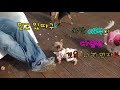 [ 아작뚱 ] 카페댕 ep.1 이모부의 단팥빵이 탐난다. (어림없지!) (요키, 요크셔, 작은 강아지, 아롱이)
