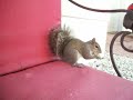 Squirrel Video #4