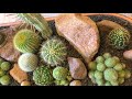 Cacti Arrangement in Rustic Tin Bucket