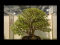 Bonsai Exhibition 2013 in Taipei Part 7 第十八回全國盆栽展