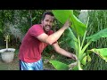 Divide & Propagate Banana Plants- Free Bananas For Life!