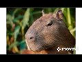 22 seconds of capybara