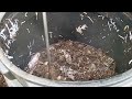 A quick 17min compost update!!!