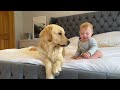 Golden Retriever Adopts Adorable Baby As His Own! (Cutest Ever!!)