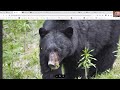 Field Judging Black Bears Webinar