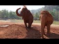 Cooling Off: Rescued Elephants Enjoying a Mud Bath - ElephantNews