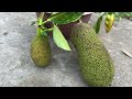 Unique technique of growing jackfruit with leaves helps the tree produce fruit exceptionally quickly