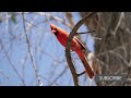 Cardinal Nesting, Breeding and Baby Facts (Northern Cardinal Nesting Season)