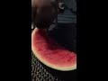Pug eating Watermelon