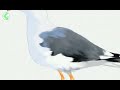SEAGULL BIRD DRAWING TUTORIAL | Seagull draw | Easy seagull bird drawing | Realistic seagull drawing