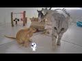 Pets Being Silly: A Compilation of Laughs 🤣❤️ Funny And Cute Animal Videos 2024 🐕