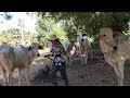 កសិដ្ថានចិញ្ចឺមគោ/ The Cow / Cattle farm