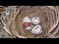 Cardinal Egg Hatching FYV