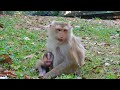 You can see some good sights and calm your mind.. monkey habitat. amazing wildlife. monkey video