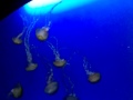 太平洋棘水母