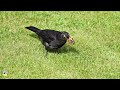 The male Common blackbird foraging in the garden 🦜🪳🪱🪱🐛