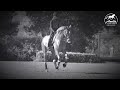 Three Walk Exercises to Warm-Up Your Horse